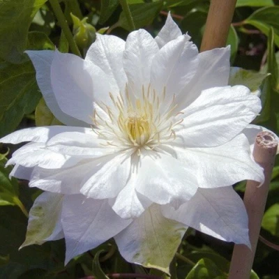 Клематис ДАЧЕСС ОФ ЭДИНБУРГ в Ульяновске