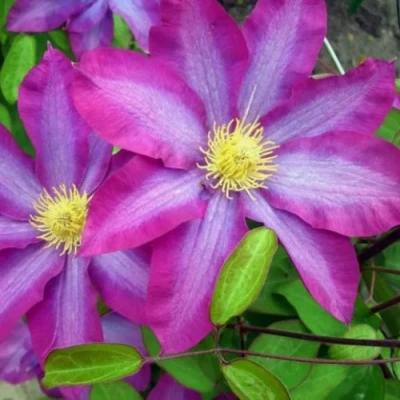 Клематис КАКИО в Ульяновске