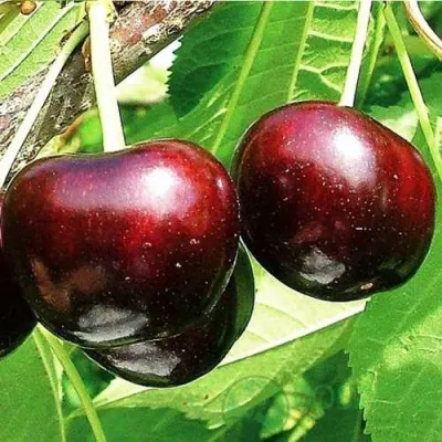 Черешня САММИТ в Ульяновске