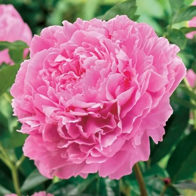 Пион МИСС ЭКХАРТ травянистый в Ульяновске