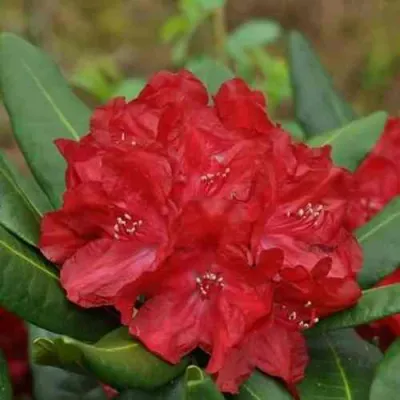 Рододендрон БУЗУКИ в Ульяновске