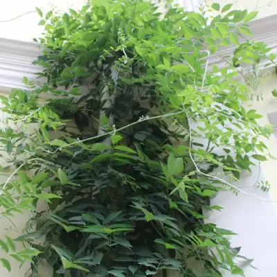 Глициния макростахия БЛЮ МУН в Ульяновске