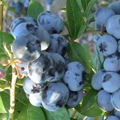 Голубика НОРТЛАНД в Ульяновске