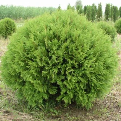 Туя ГЛОБОЗА западная в Ульяновске