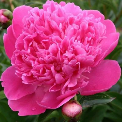 Пион ЭДУЛИС СУПЕРБА травянистый в Ульяновске