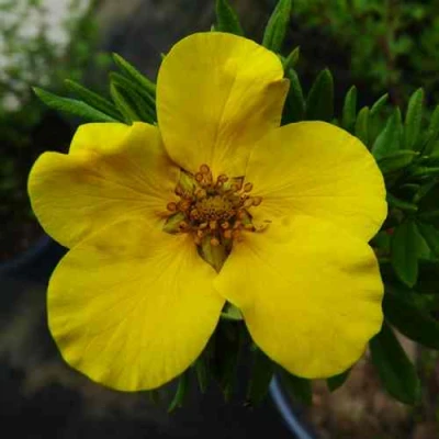 Лапчатка ГОЛДФИНГЕР кустарниковая в Ульяновске