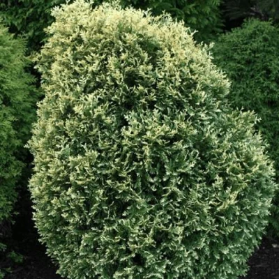 Туя ЛИТОМИШИЛ западная в Ульяновске