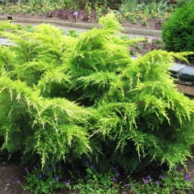 Можжевельник ГОЛД КОСТ средний в Ульяновске