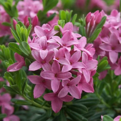 Волчеягодник КОЛЛИНА ГАРАЛЕНС в Ульяновске