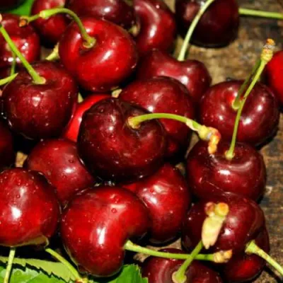 Черешня САММИТ в Ульяновске