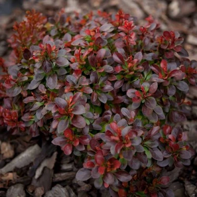 Барбарис БАГАТЕЛЬ тунберга в Ульяновске