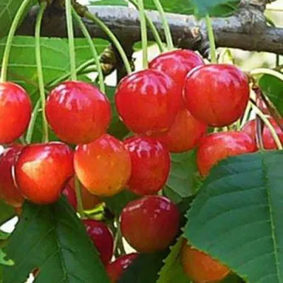 Черешня ДОНЧАНКА в Ульяновске