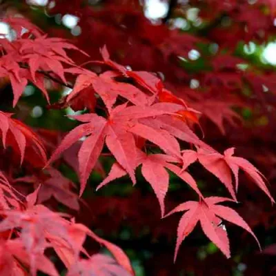 Клен гиннала  в Ульяновске