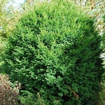 Тис РЕПАНДЕНС ягодный в Ульяновске