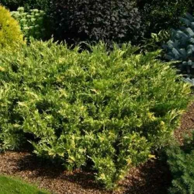 Можжевельник ВАРИЕГАТА казацкий в Ульяновске