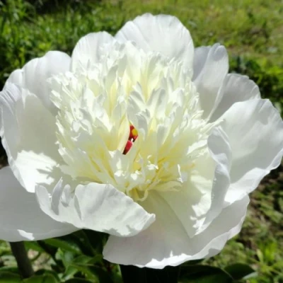 Пион ИММАКУЛИ травянистый в Ульяновске