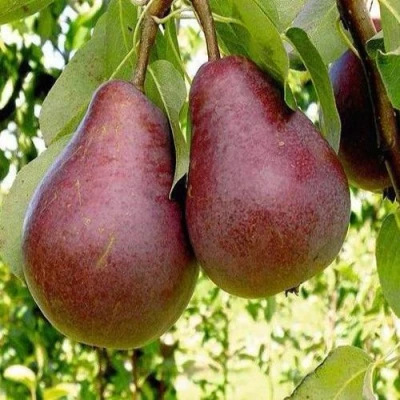 груша Красная из Саарема