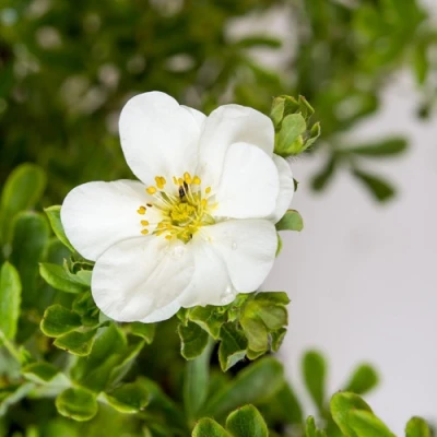 Лапчатка СНОУБЕРД кустарниковая в Ульяновске