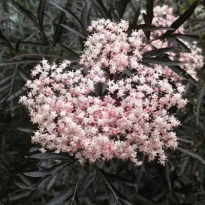 Бузина черная БЛЭК ЛЕЙС ЕВА в Ульяновске