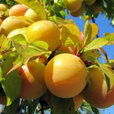 Слива МЕДОВАЯ ЖЁЛТАЯ в Ульяновске