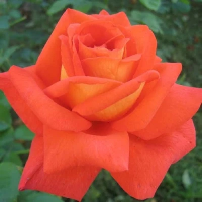 саженцы роз ловерс митинг