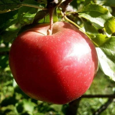 Яблоня НАСТЕНЬКА в Ульяновске