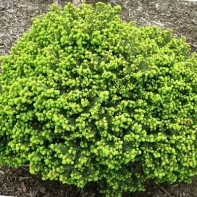 Ель ЛИТЛ ДЖЕМ обыкновенная в Ульяновске