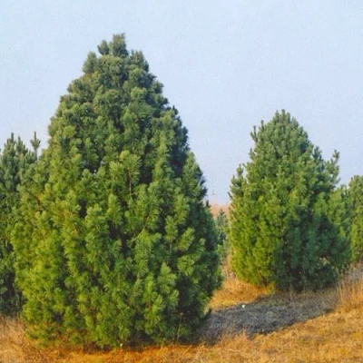 Сосна черная ПИРАМИДАЛИС в Ульяновске