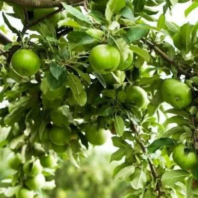 Яблоня ГРЕННИ СМИТ в Ульяновске