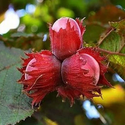 Фундук КРАСНЫЙ ЯНТАРЬ в Ульяновске