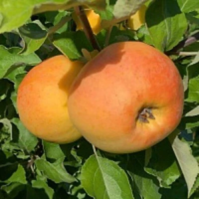 Яблоня АНТОНОВКА ЗОЛОТАЯ в Ульяновске