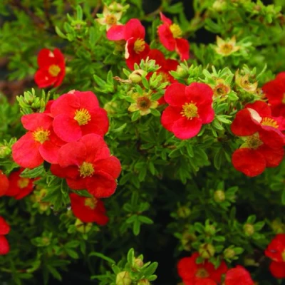 Лапчатка РЕД АЙС кустарниковая в Ульяновске