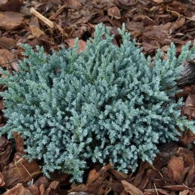 Можжевельник БЛЮ СПАЙДЕР чешуйчатый в Ульяновске