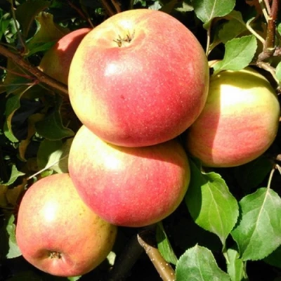 Яблоня ЭМБАССИ в Ульяновске