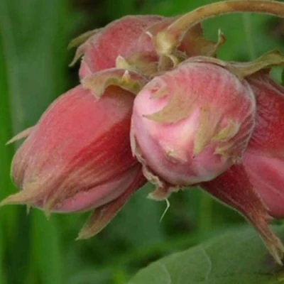 Фундук АКАДЕМИК ЯБЛОКОВ в Ульяновске