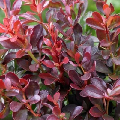 Барбарис АТРОПУРПУРЕА НАНА тунберга в Ульяновске