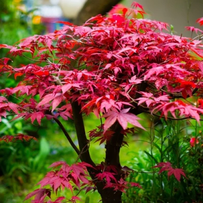 Клен дланевидный АТРОПУРПУРЕУМ в Ульяновске