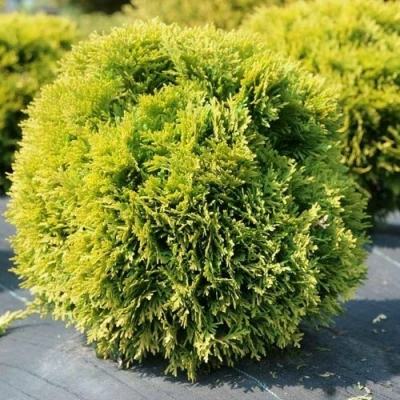 Туя ДАВИД западная в Ульяновске