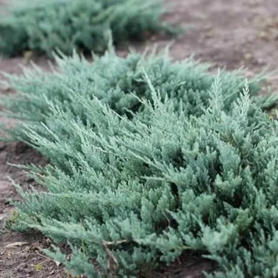 Можжевельник БЛЮ ЧИП горизонтальный в Ульяновске