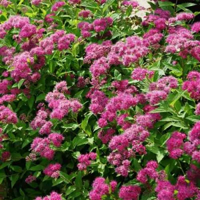 саженцы спиреи криспа