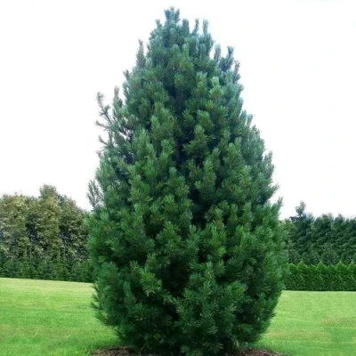 Сосна кедровая  в Ульяновске