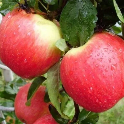 Яблоня ЖЕНЕВА (ЖЕНЕВА ЭРЛИ) в Ульяновске