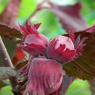 Фундук КАРДИНАЛ в Ульяновске