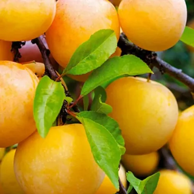 Слива МЕДОВАЯ ЖЁЛТАЯ в Ульяновске