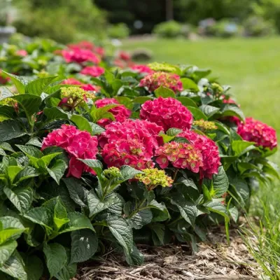 Гортензия ЭНДЛЕСС САММЕР ЛАВ крупнолистная в Ульяновске