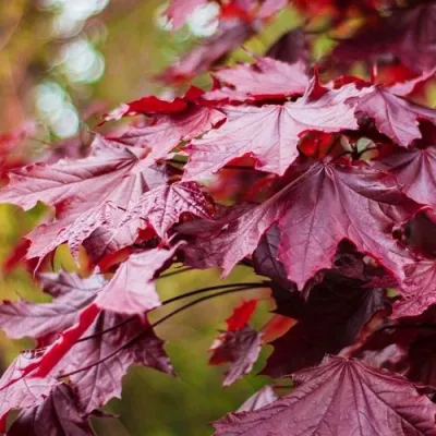 Клен РОЯЛ РЕД остролистный в Ульяновске