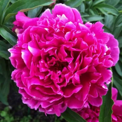 Пион КАРЛ РОЗЕНФЕЛЬД травянистый в Ульяновске