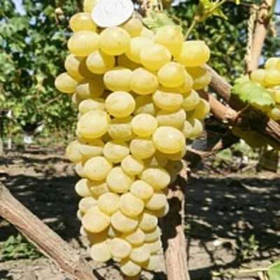 Виноград КИШМИШ ЗОЛОТЦЕ в Ульяновске