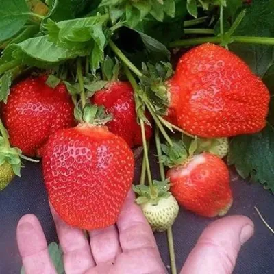 Клубника АЗИЯ в Ульяновске