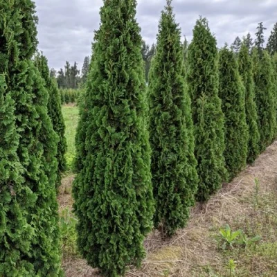 Туя ДЕГРУТ СПАЙР западная в Ульяновске